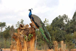 国庆5天高性价比漫游云南,快收藏+安排起来!