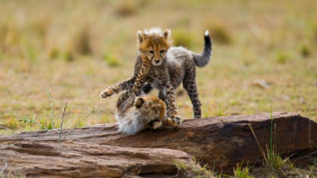 塞伦盖蒂国家公园