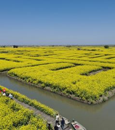垛田街道游记图文-人间最美四月天，寻春赏花正当时----江苏兴化千垛油菜花—河南洛阳牡丹自驾七日游