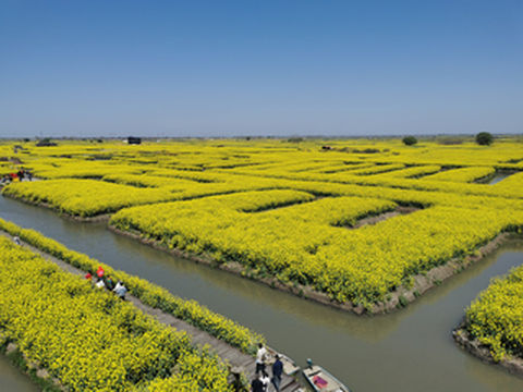 人间最美四月天，寻春赏花正当时----江苏兴化千垛油菜花—河南洛阳牡丹自驾七日游