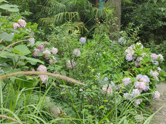 织金游记图片] 织金大峡谷，世界一流喀斯特景观——贵州7日（20）