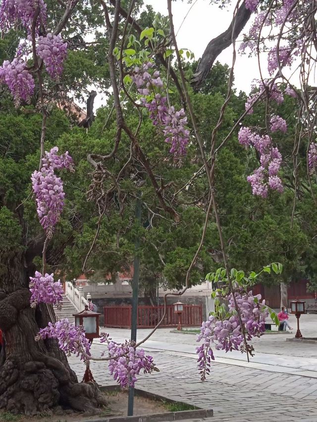 地坛公园旅行图片 1