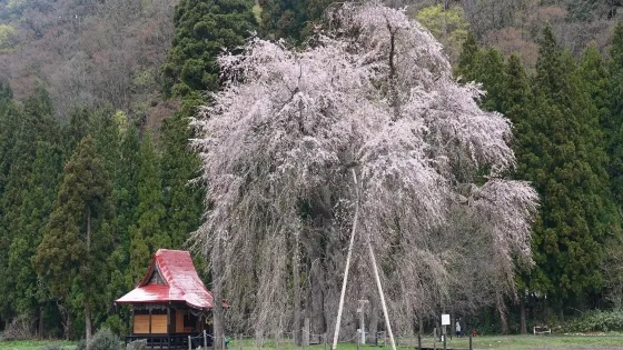 神原の桜