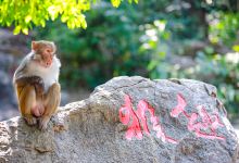 猴岛公园景点图片