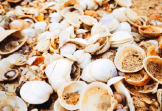 中国无棣贝壳堤岛景点图片