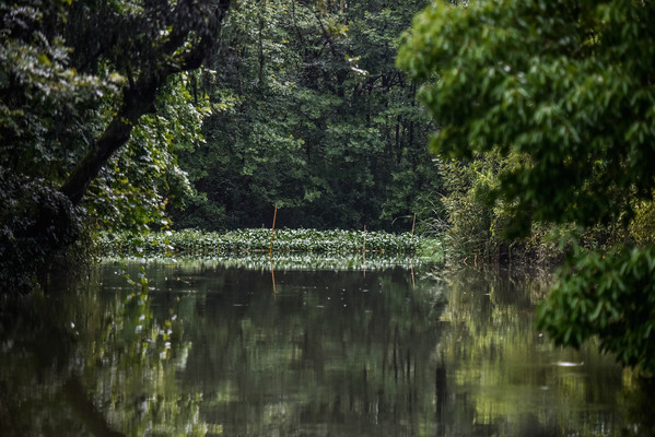 梅雨时节的江南有多美？不如来杭州放空之旅，享受烟雨江南风光