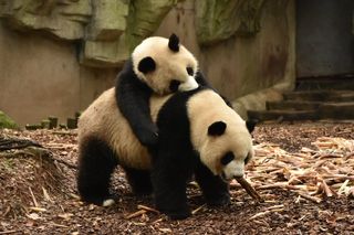 金秋四川行之八—熊猫基地