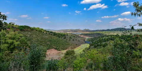 大渡崗萬畝茶園