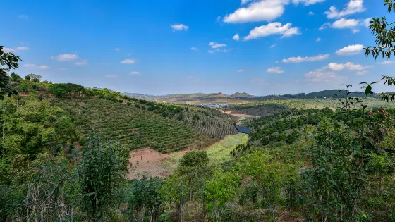 大渡崗萬畝茶園
