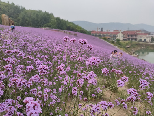 马鞭草,接地气的浪漫