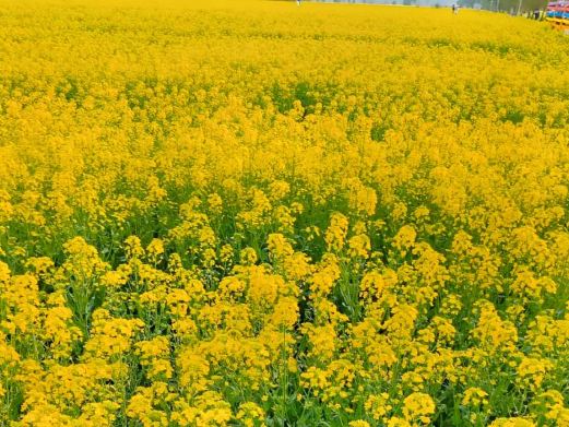 鼎湖油菜花观景点