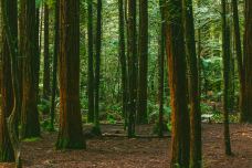 红木森林公园-罗托鲁瓦