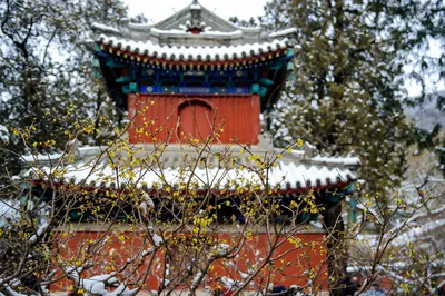 北京赏蜡梅
