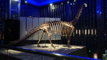 Inner Mongolia Museum of Natural History