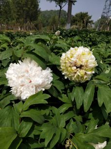 万寿公园-北京-YoYo_2W2Q3L5U