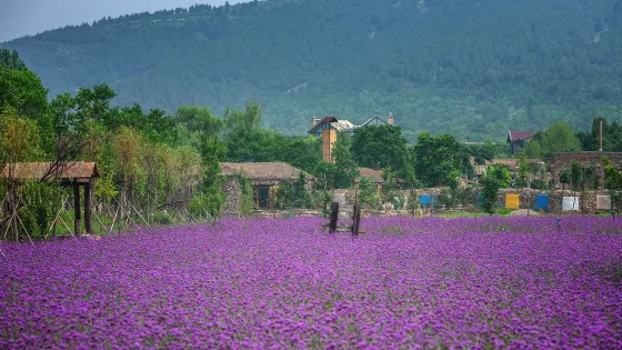紫海藍山薰衣草莊園