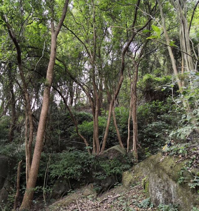 长沙黑麋峰森林公园旅行图片 3