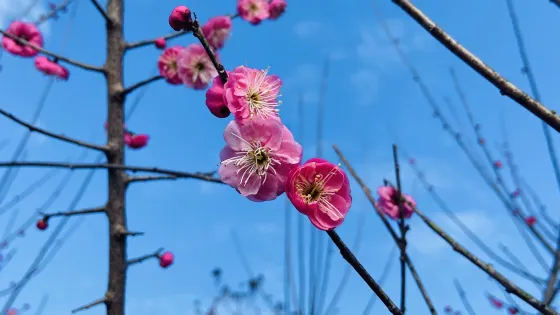 桃紅嶺梅花鹿國家級自然保護區