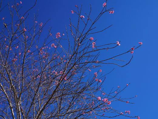 樱花谷