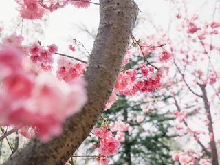 快来丽江千古情，感受一场春天的约会吧