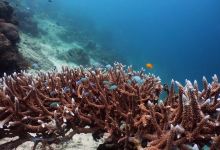 鸽子岛潜水景点图片