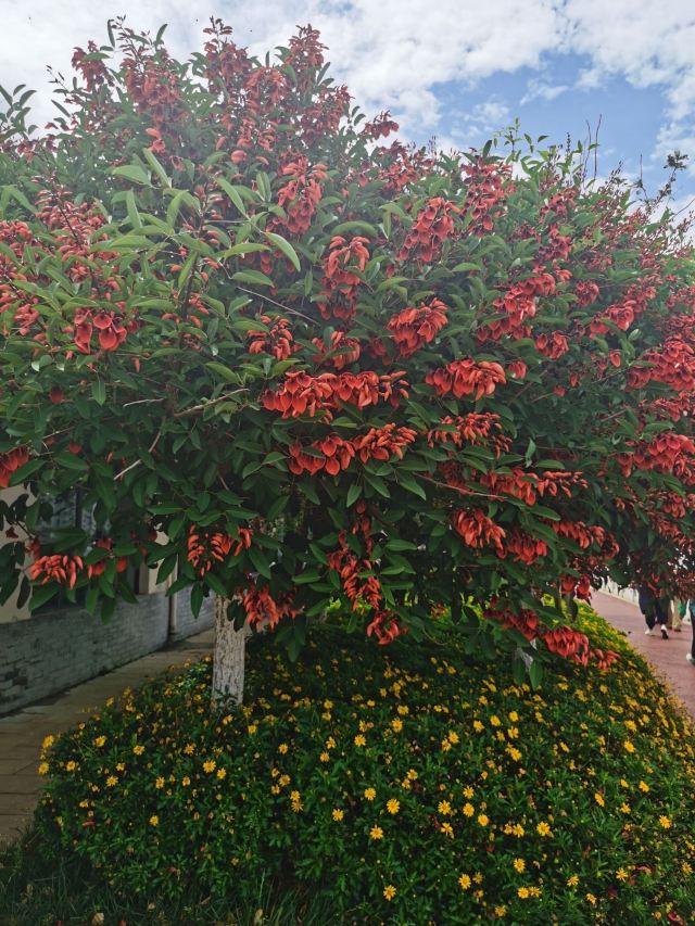 个旧市金湖公园旅行图片 1