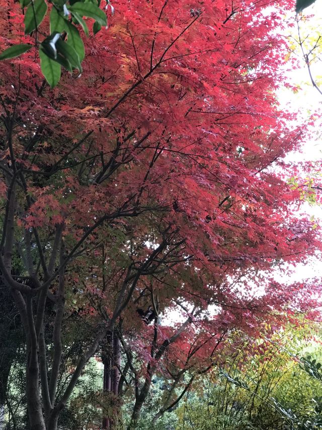 莘庄公园旅行图片 3