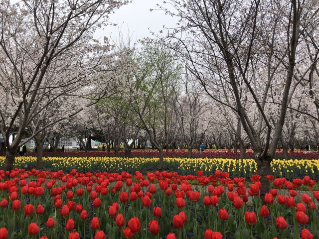 琴键春园旅行图片 10