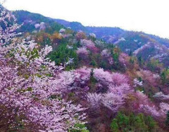 磐安游记图片] 樱你而来*春游磐安