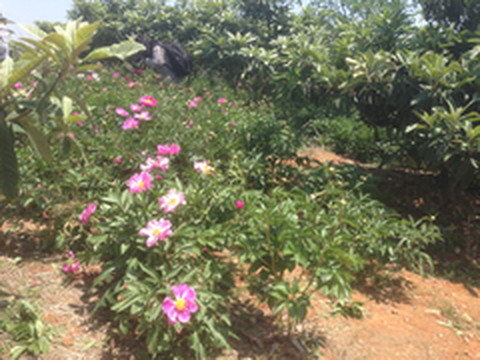 金坛区游记图片] 千亩芍药，上阮的妩媚风光