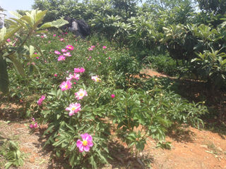 千亩芍药,上阮的妩媚风光