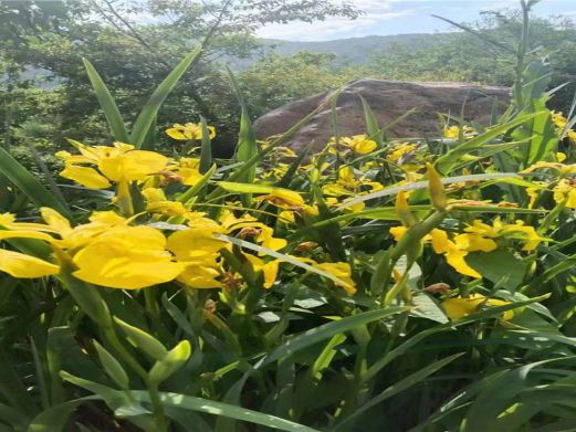 帽儿山花海