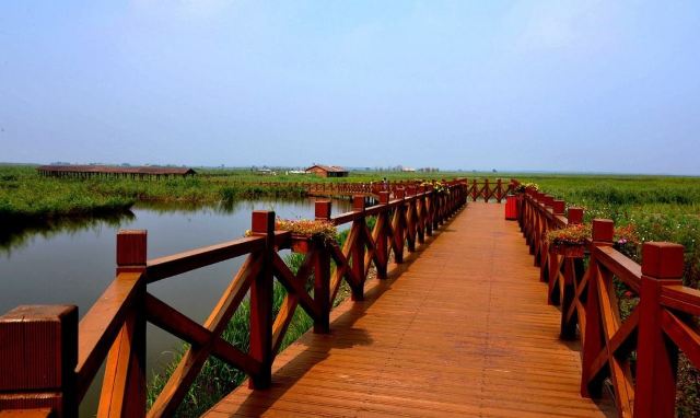 七里海澙湖湿地旅行图片 3