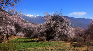 林芝+山南+日喀则+珠峰+色林措+纳木措+穿越羌塘无人区
