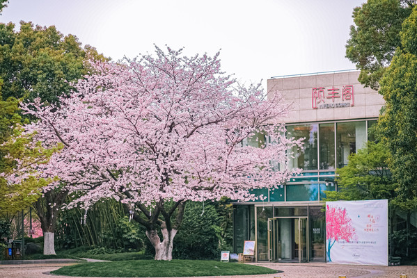 阳澄湖费尔蒙酒店2023樱花汉服下午茶暨湖畔求婚仪式圆满成功
