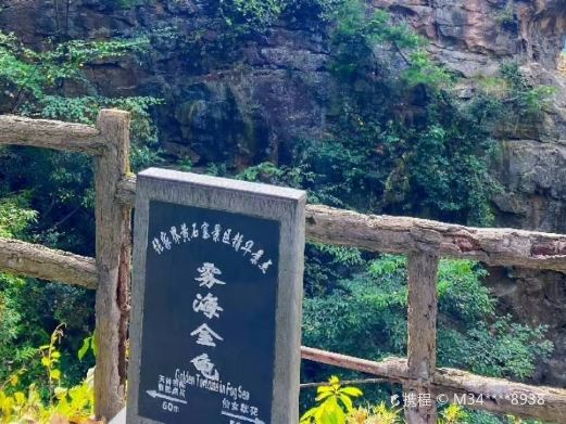 雾海金龟