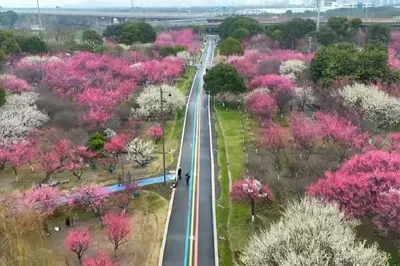 苏州赏梅花