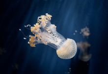 热那亚水族馆景点图片