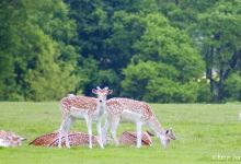 National Trust - Attingham Park景点图片
