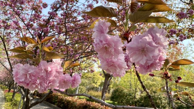 新江湾城公园旅行图片 1