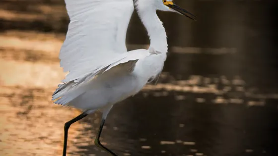 白鷺公園