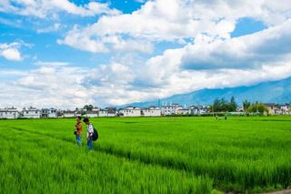大理不见秋味，翠绿稻田低调入画，蝴蝶泉和洱海藏着清凉和欢乐！