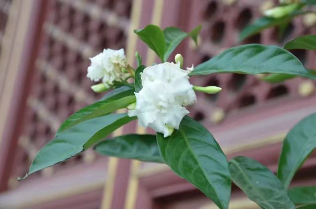 陀罗尼经幢旅行图片 6