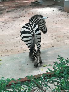 茂名森林公园-茂名-YoYo_8H0W4G8Y