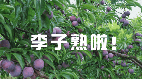周末约!最最最好吃的“汶川红脆李”上市啦!