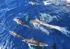 豪拉基湾-奥克兰-zhulei831230