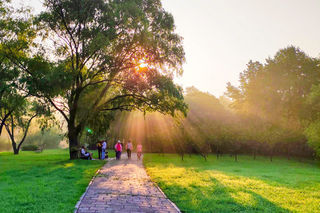 清晨,明媚的阳光穿过树林,形成了一道道美丽的“光柱”。