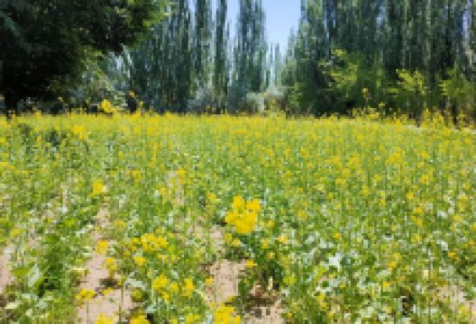 芳香植物生态观光园景点图片