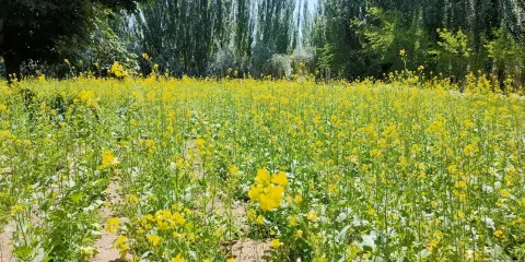 芳香植物生態觀光園