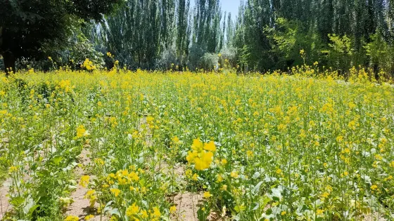 芳香植物生態觀光園